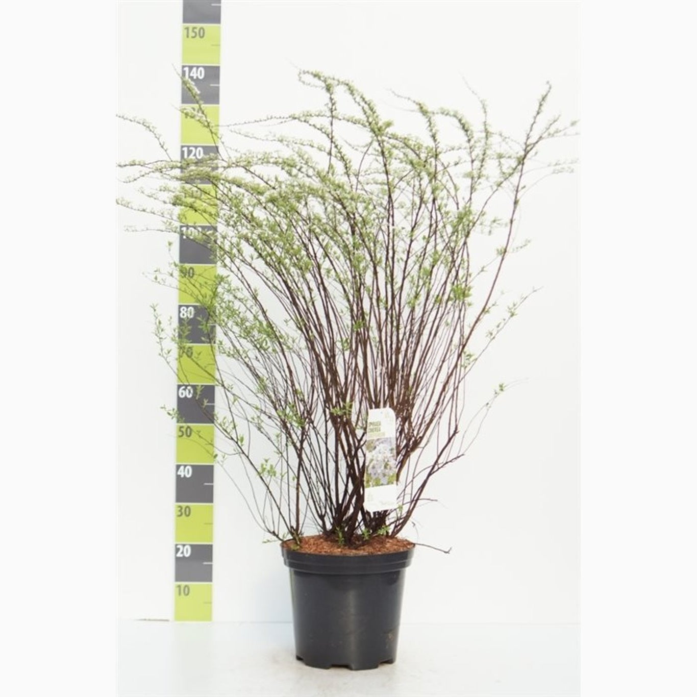 Gråspirea – Spiraea cinerea 'Grefsheim' - C12 80-100 CM